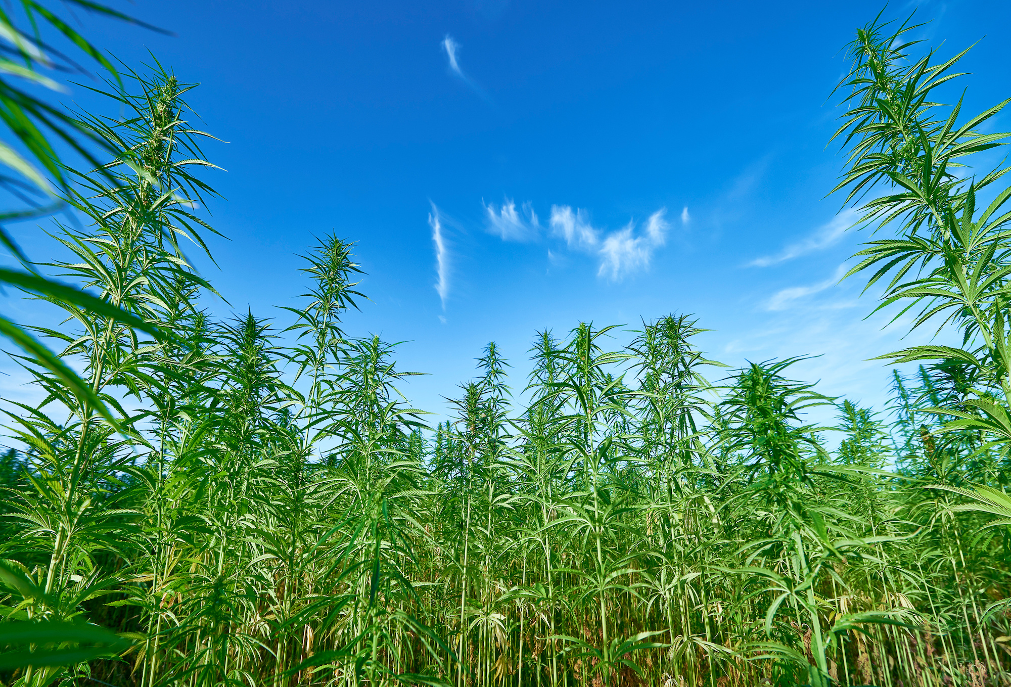 Cannabis thérapeutique : les effets « fous » d’une plante controversée